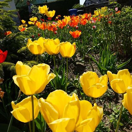 Citynahe Wohnung Festung Ehrenbreitstein 65M² Mit Grossem Garten コブレンツ エクステリア 写真