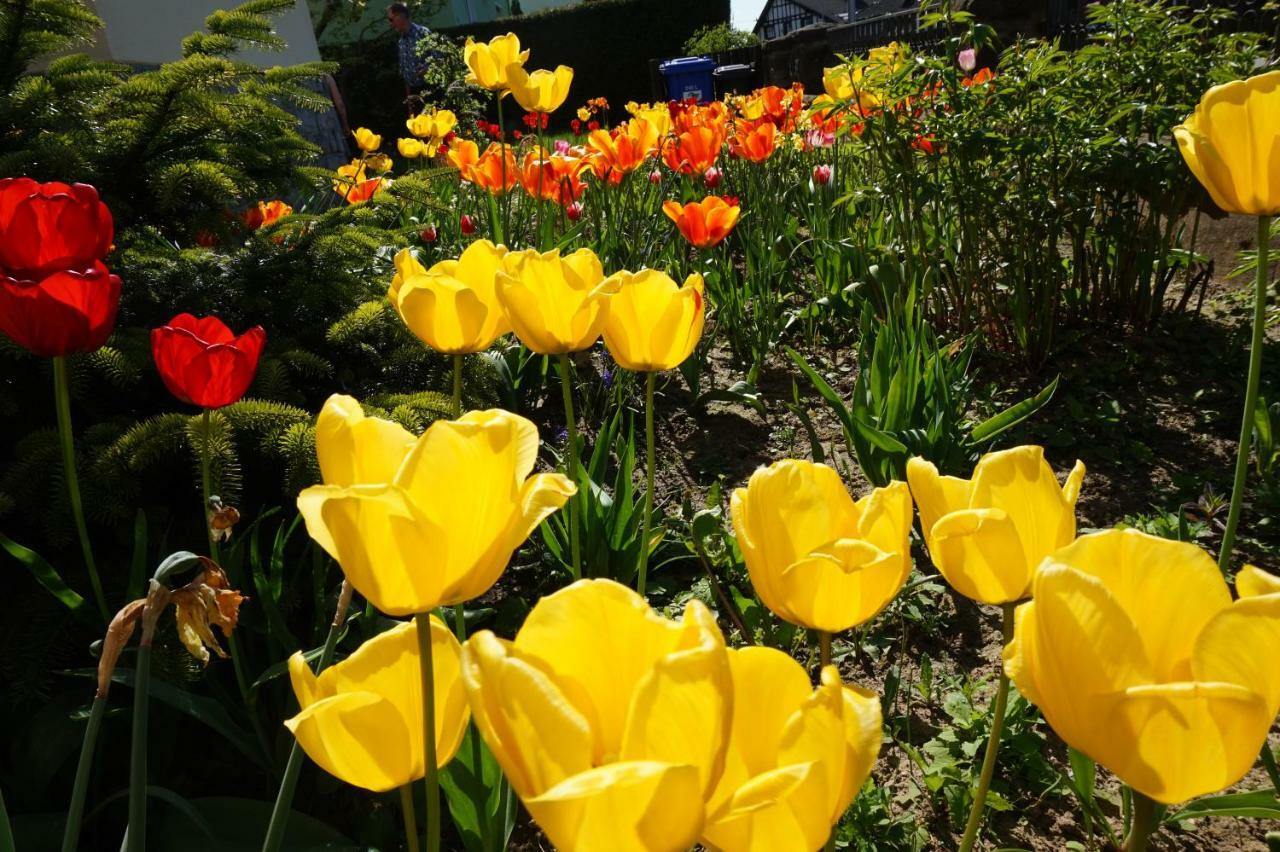 Citynahe Wohnung Festung Ehrenbreitstein 65M² Mit Grossem Garten コブレンツ エクステリア 写真